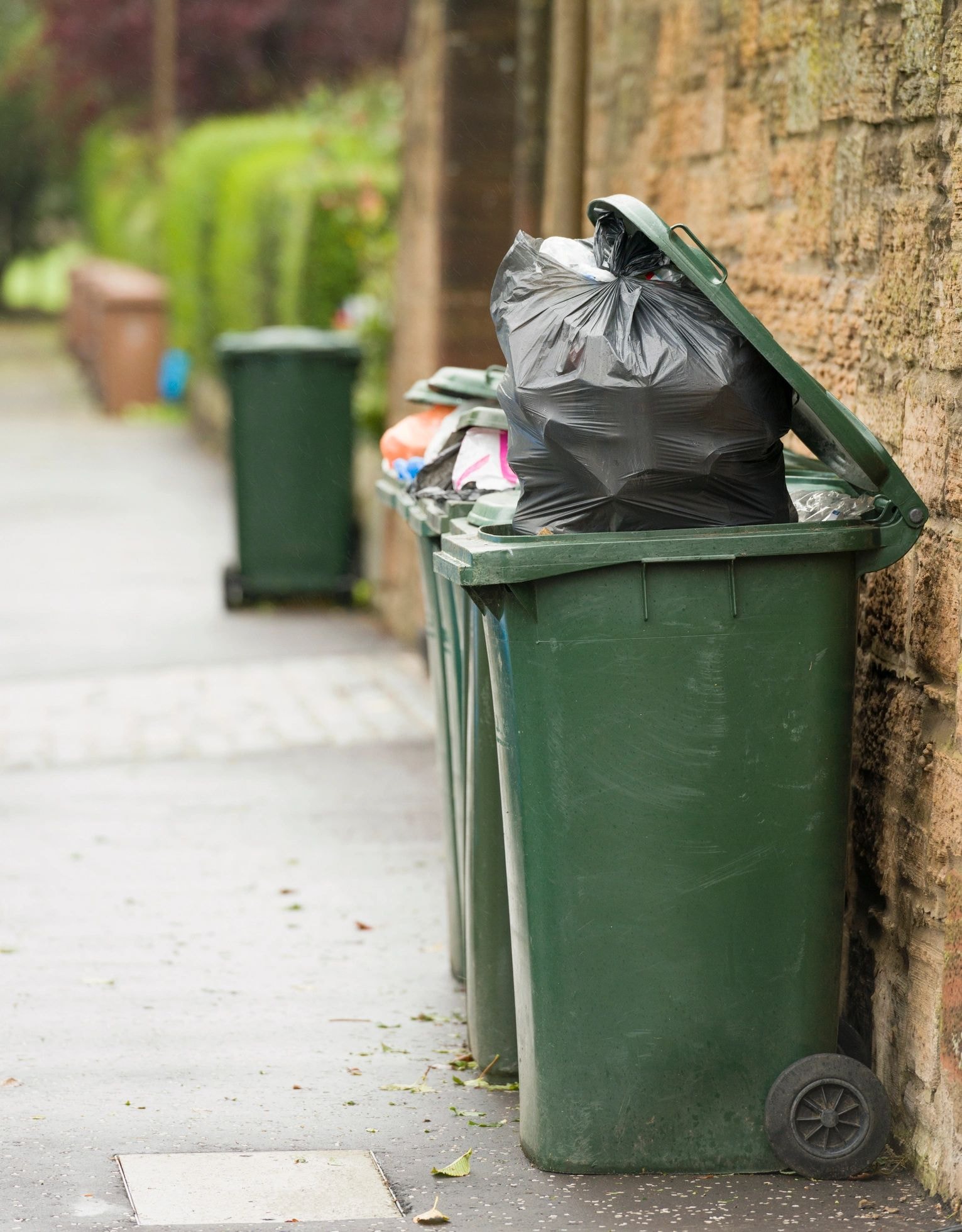 Yard cleanup and waste removal